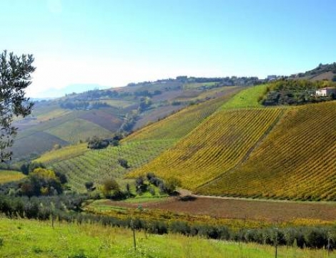 &ldquo;Terroir Marche&rdquo; Alla scoperta di vini e vignaioli in un viaggio eno-gastronomiche